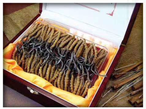 南岔冬虫夏草回收